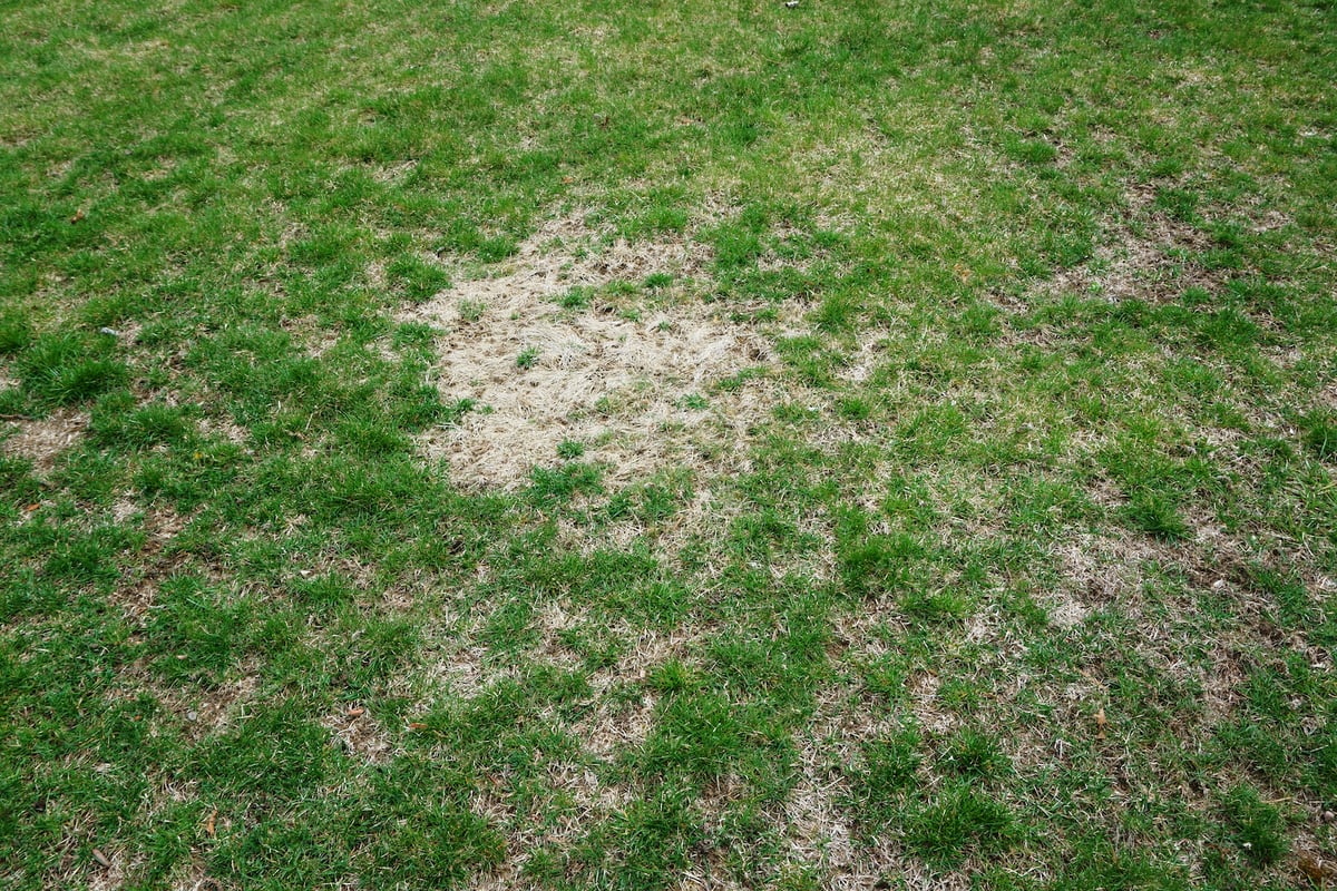 Signs Youve Overwatered Your Lawn And How To Restore It 8028